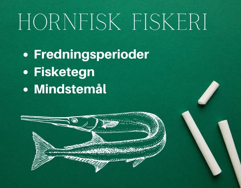 hornfisk regler